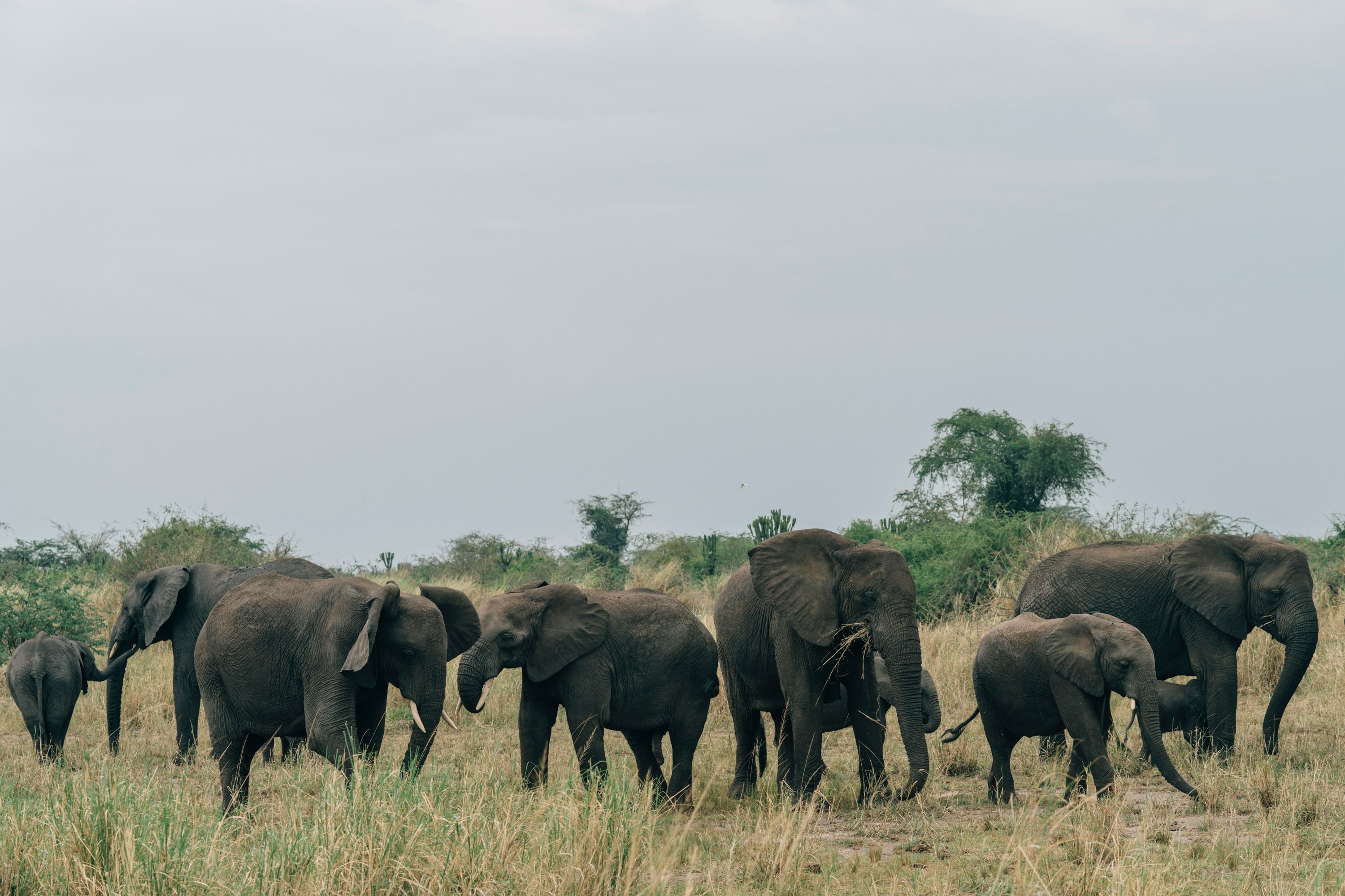 Safari africain